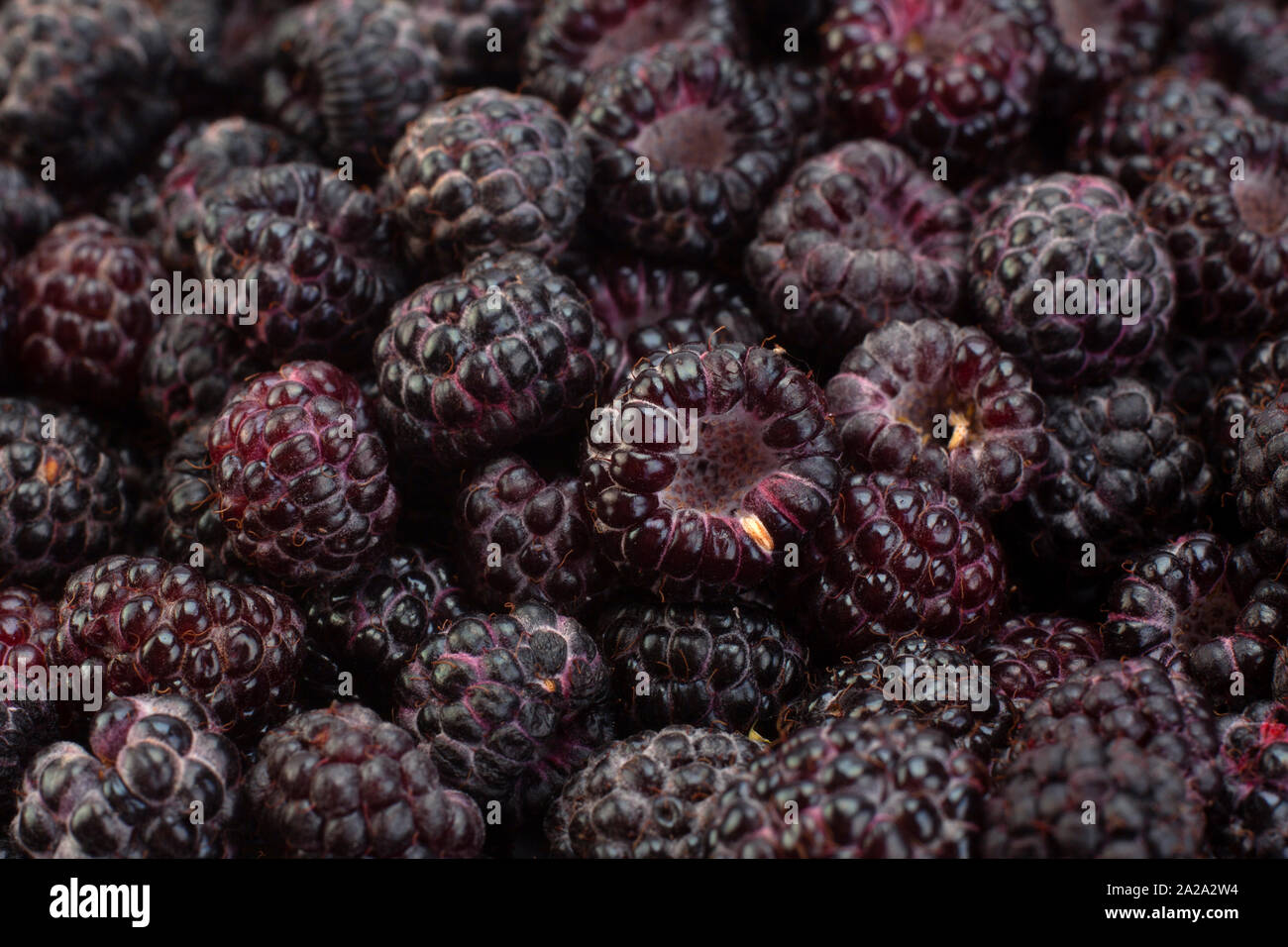 Cumberland black raspberry berry hi-res stock photography and images ...