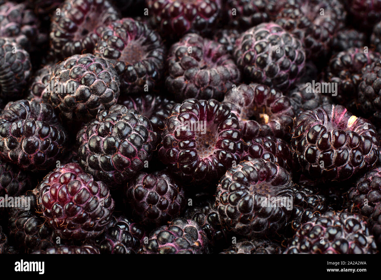 Cumberland fruit Hybrid raspberry and blackberry background Stock Photo