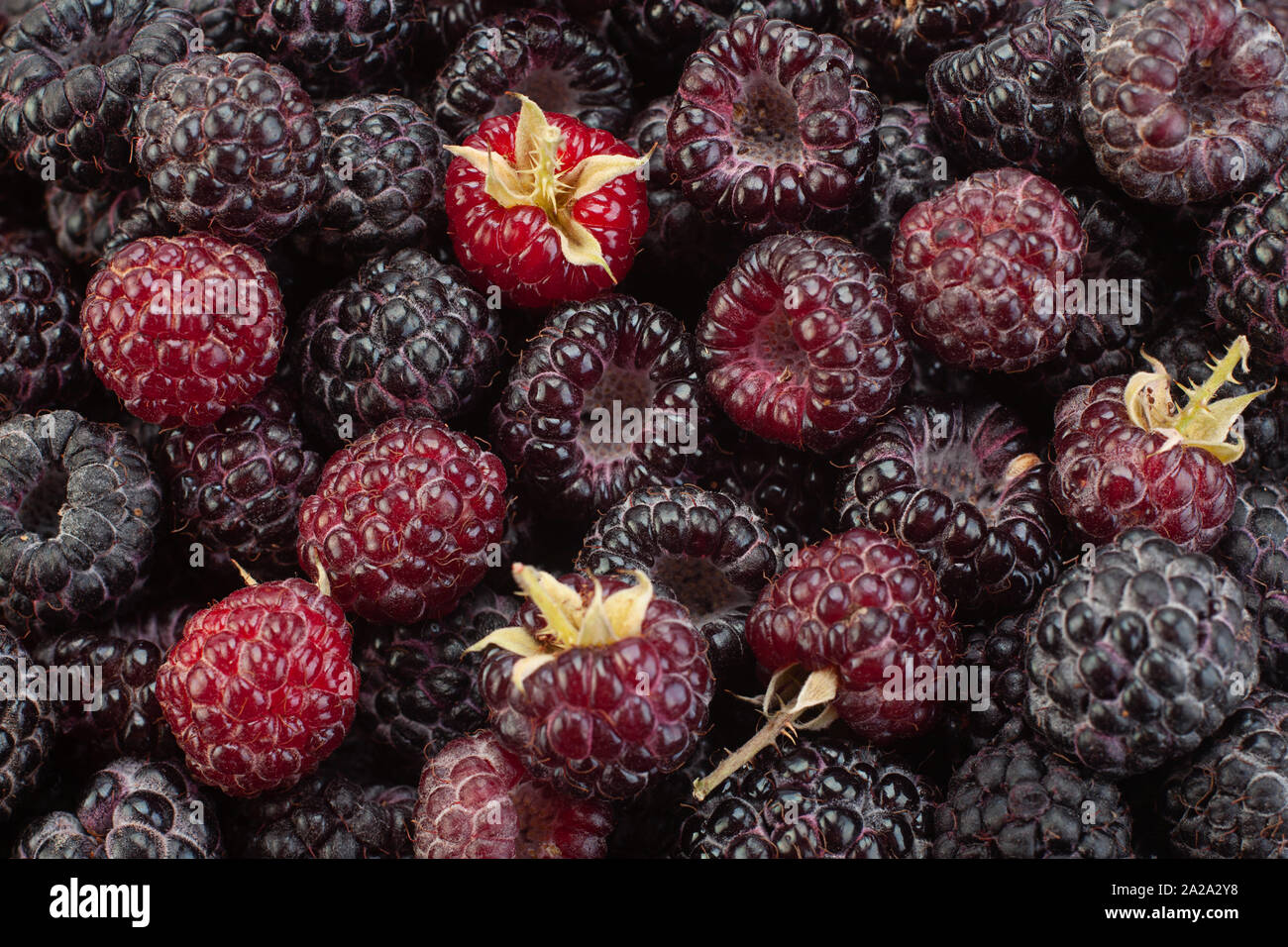 Cumberland fruit Hybrid raspberry and blackberry background Stock Photo