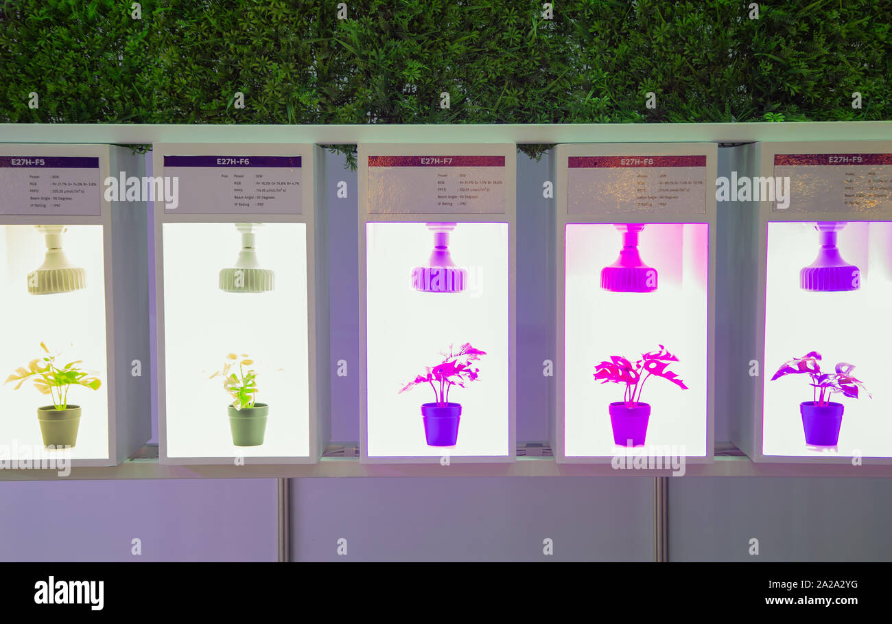 Variety specification of artificial LED lighting for growing plant in