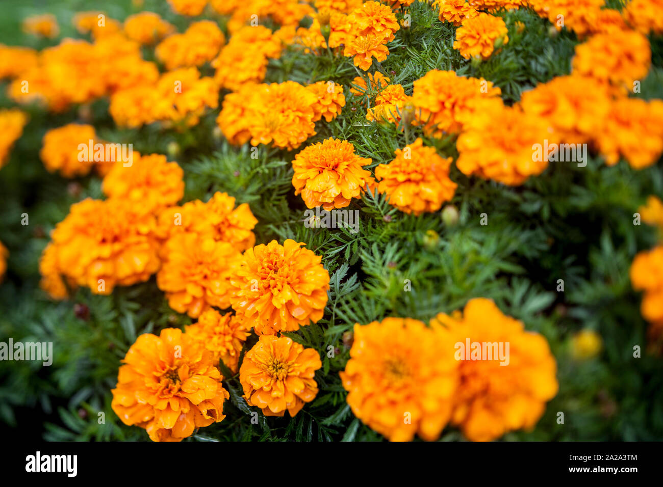 Bright orange Dyer's Marigold flowers Stock Photo Alamy