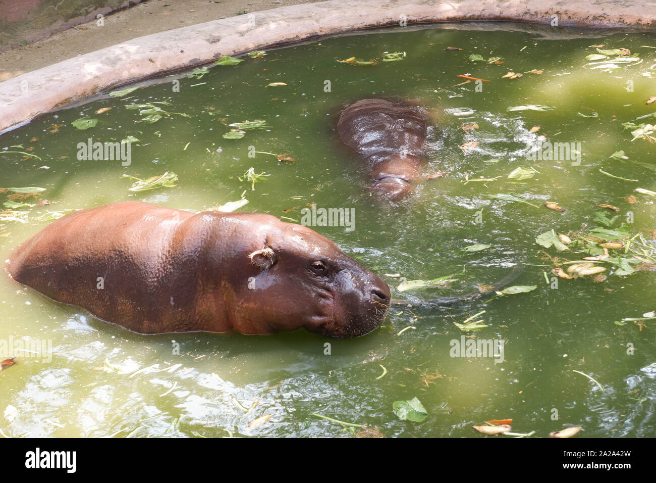 Two hippos in the zoo Stock Photo - Alamy