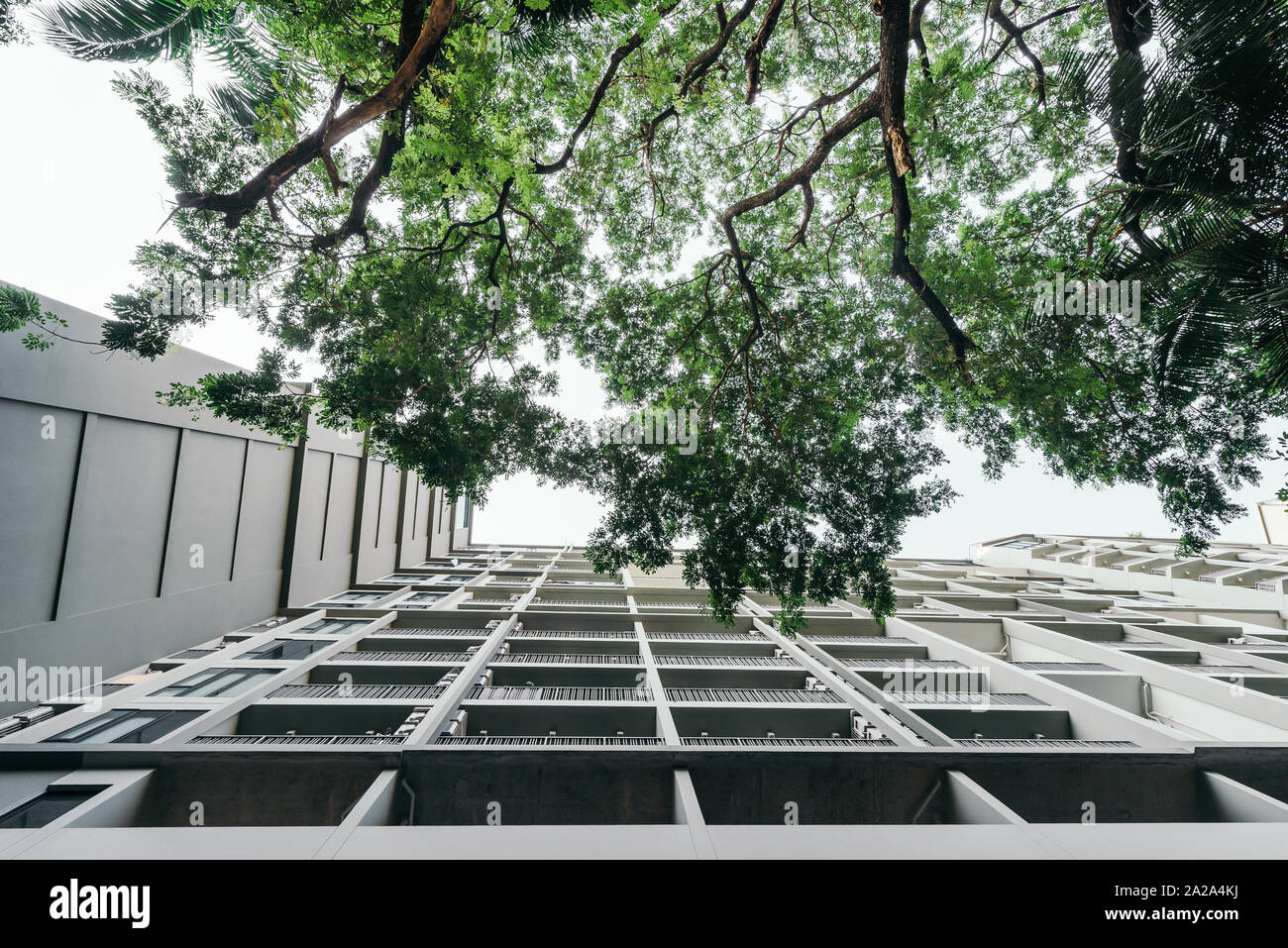 Below view of tall urban building with greenery big tree branch Stock ...