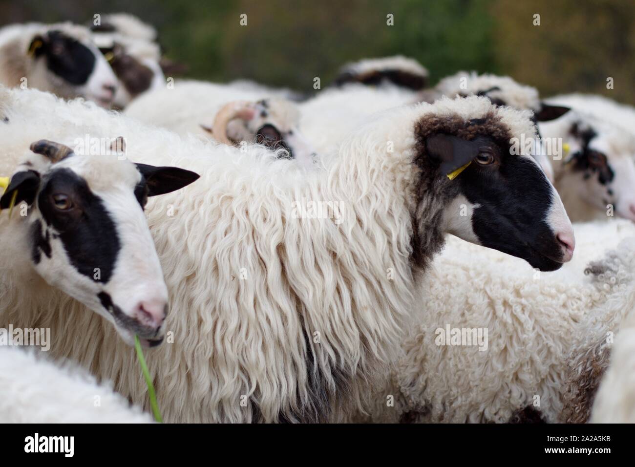 Group of sheep on the rural farm in Croatia Stock Photo