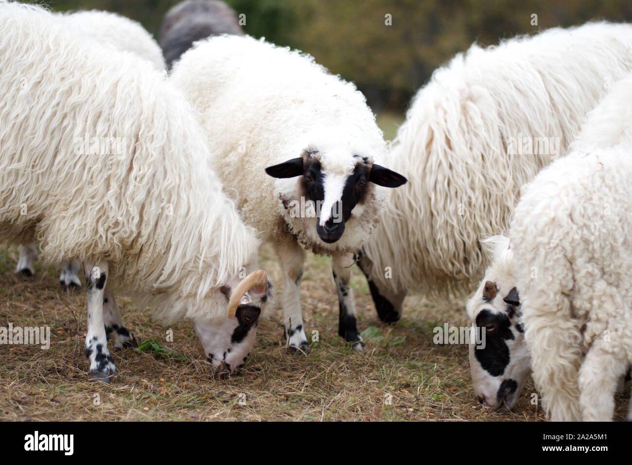 Group of sheep on the rural farm in Croatia Stock Photo