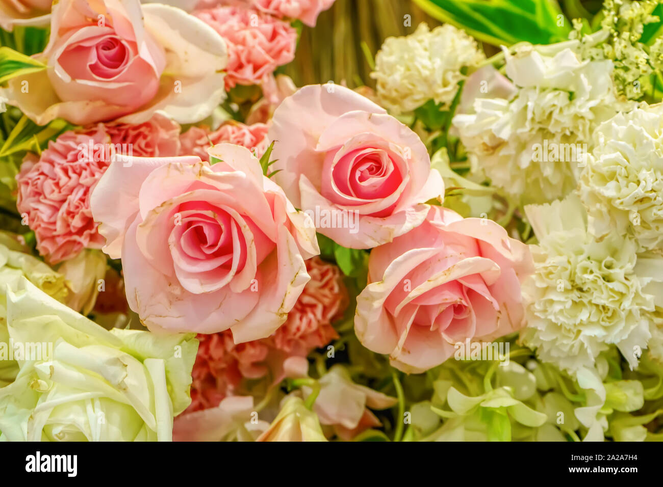 The rose is the flower represents love. Its on a flower background