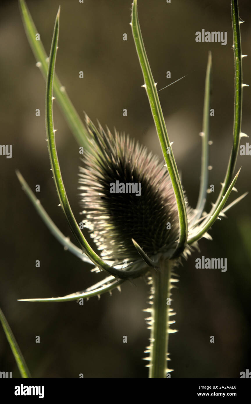 Small Teasel Teasel growing in garden hi-res stock photography and images - Alamy