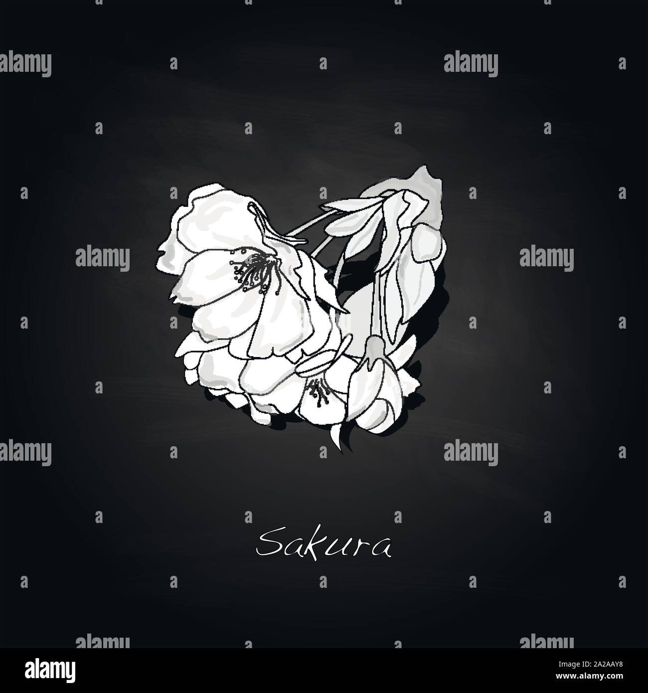Sakura flower cherry blossom isolated illustration. Stock Vector