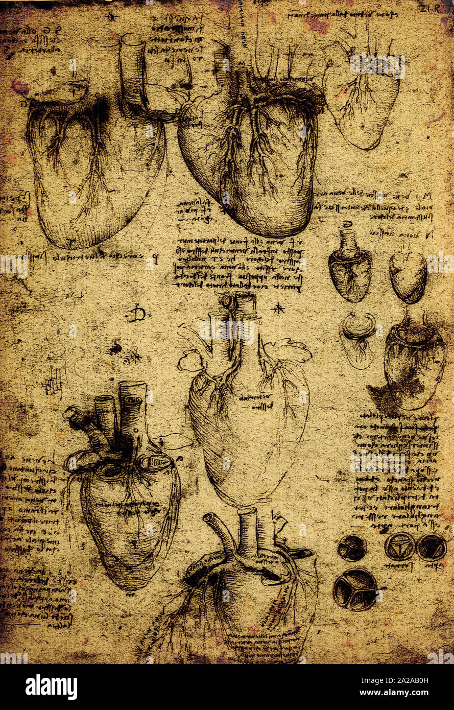 Close up of Old anatomy drawings by Leonardo Da Vinci Stock Photo