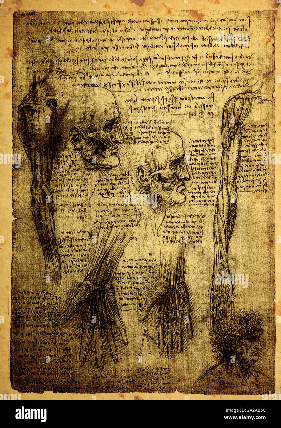 Close up of Old anatomy drawings by Leonardo Da Vinci Stock Photo
