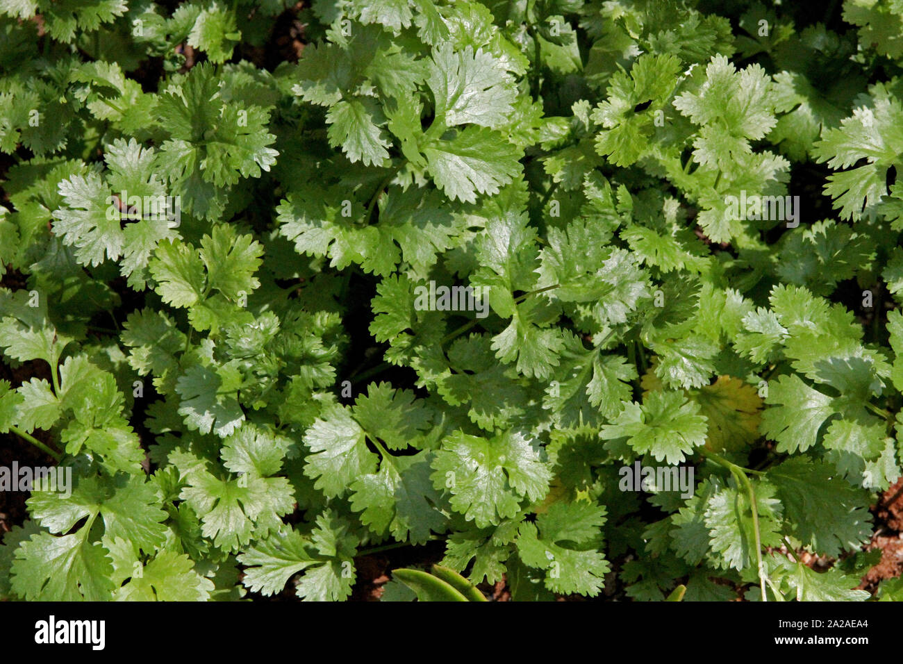 Coriander plants in garden, Moreleta Park, Pretoria, Gauteng Province, South Africa. Stock Photo