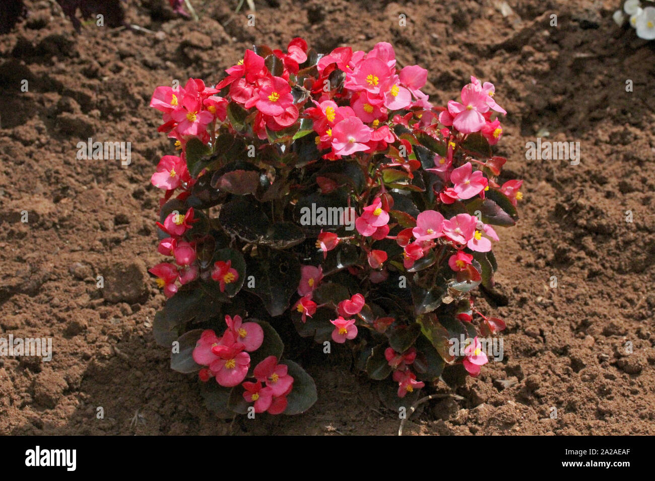 Pink begonia flowering plant in flowerbed, Moreleta Park, Pretoria, Gauteng Province, South Africa. Stock Photo