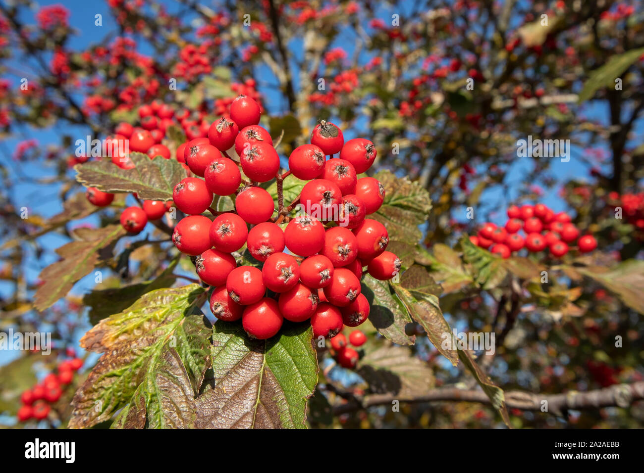 Oakleaf Mountain Ash High Resolution Stock Photography And Images Alamy