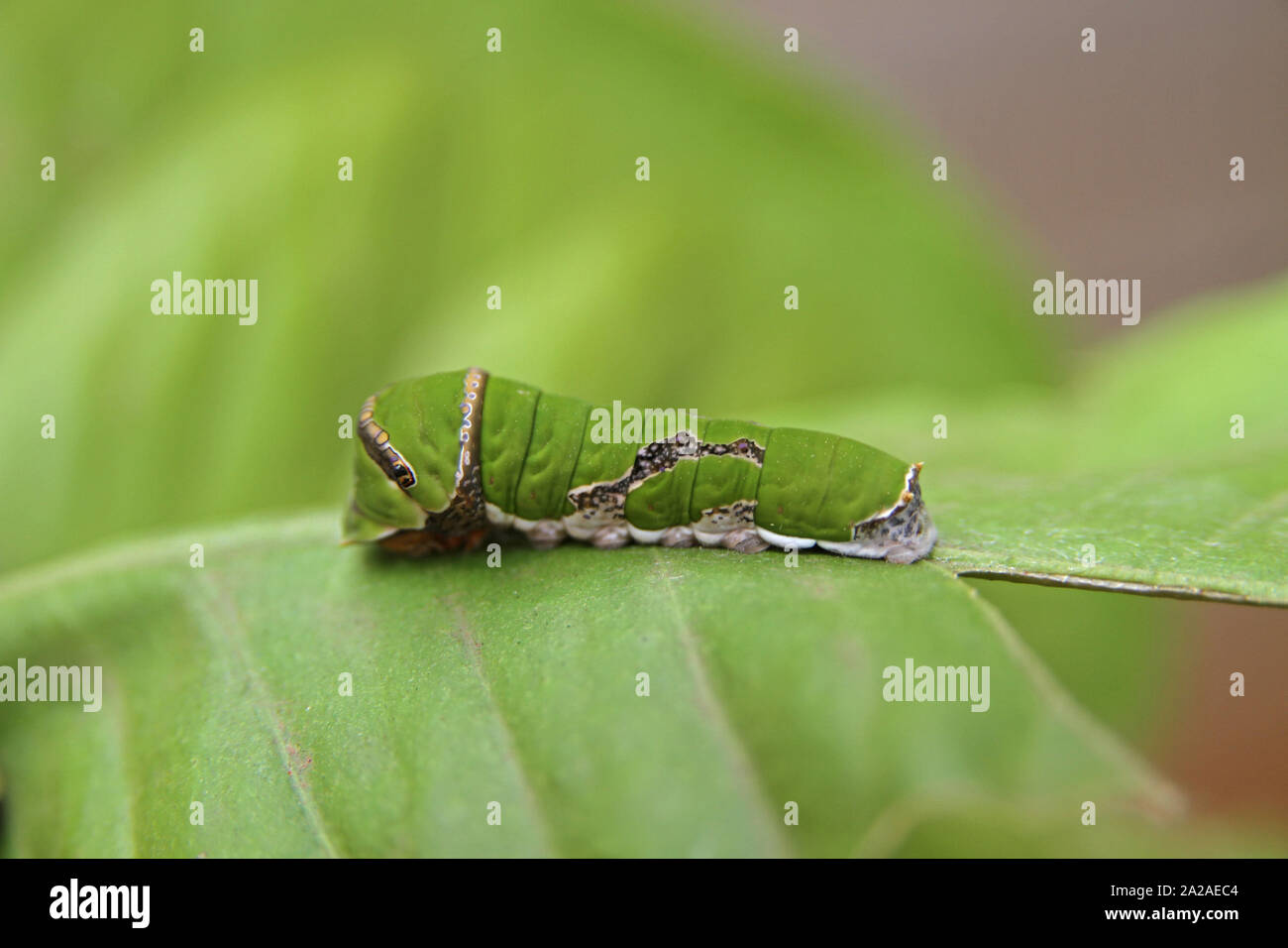 Citrus swallowtail butterfly caterpillar on lemon leaf, (Papilio