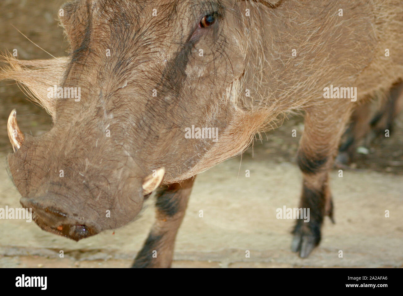 Warthog, phacochoerus africanus, Marloth Park, Mpumalanga, South Africa. Stock Photo
