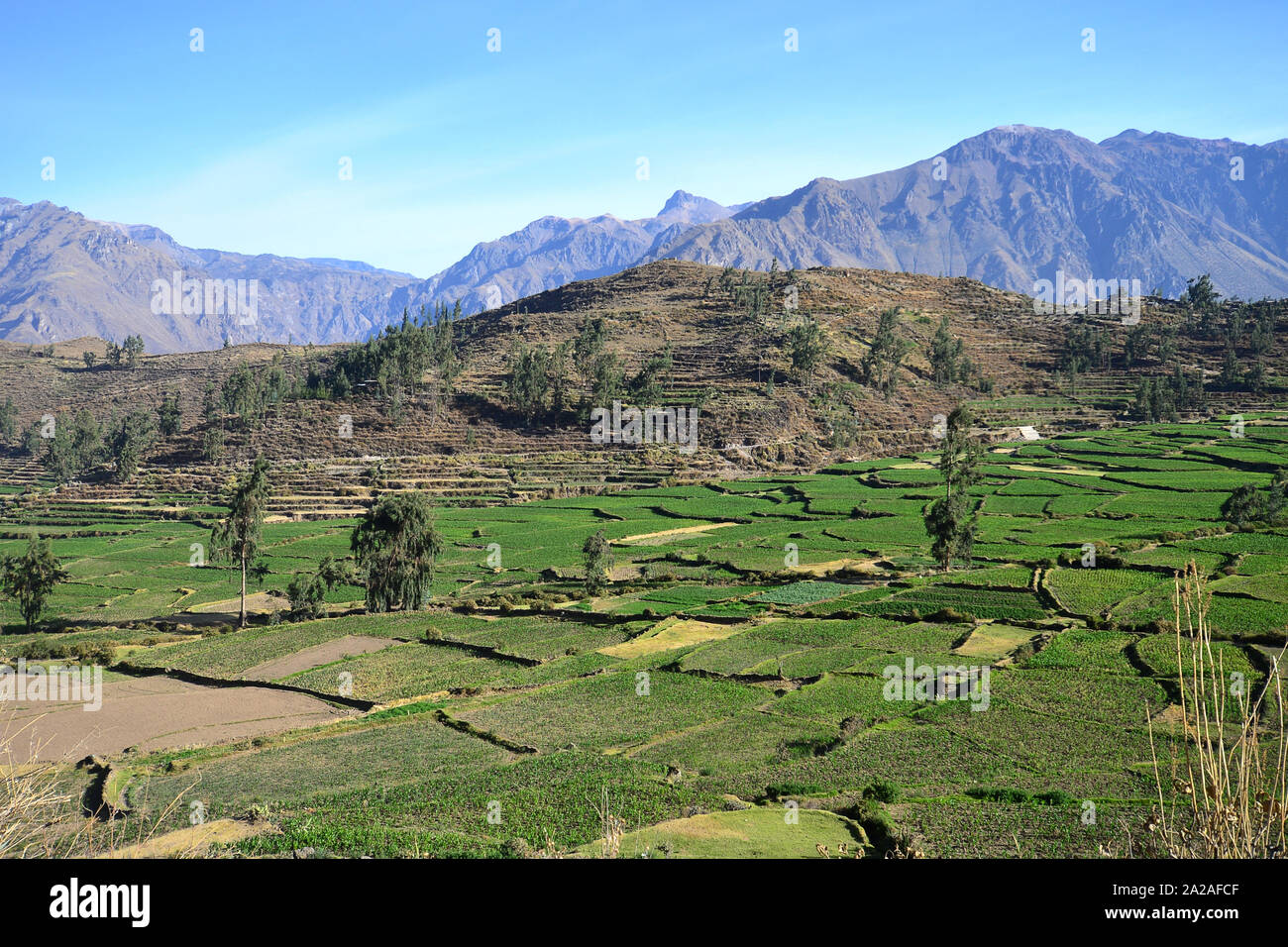 Landscape of the Peruvian high plateau near Colca Canyon. Colca Canyon, Peru Stock Photo