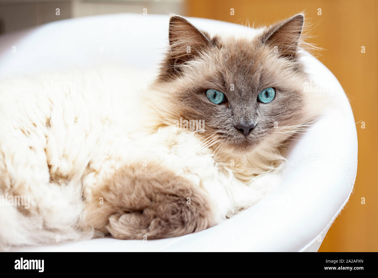 Tired Distant, Angry Suspicious Cat. Cute Beautiful White Cat with Blue  Eyes. Fluffy White Fur Stock Image - Image of mammal, kitten: 240967325