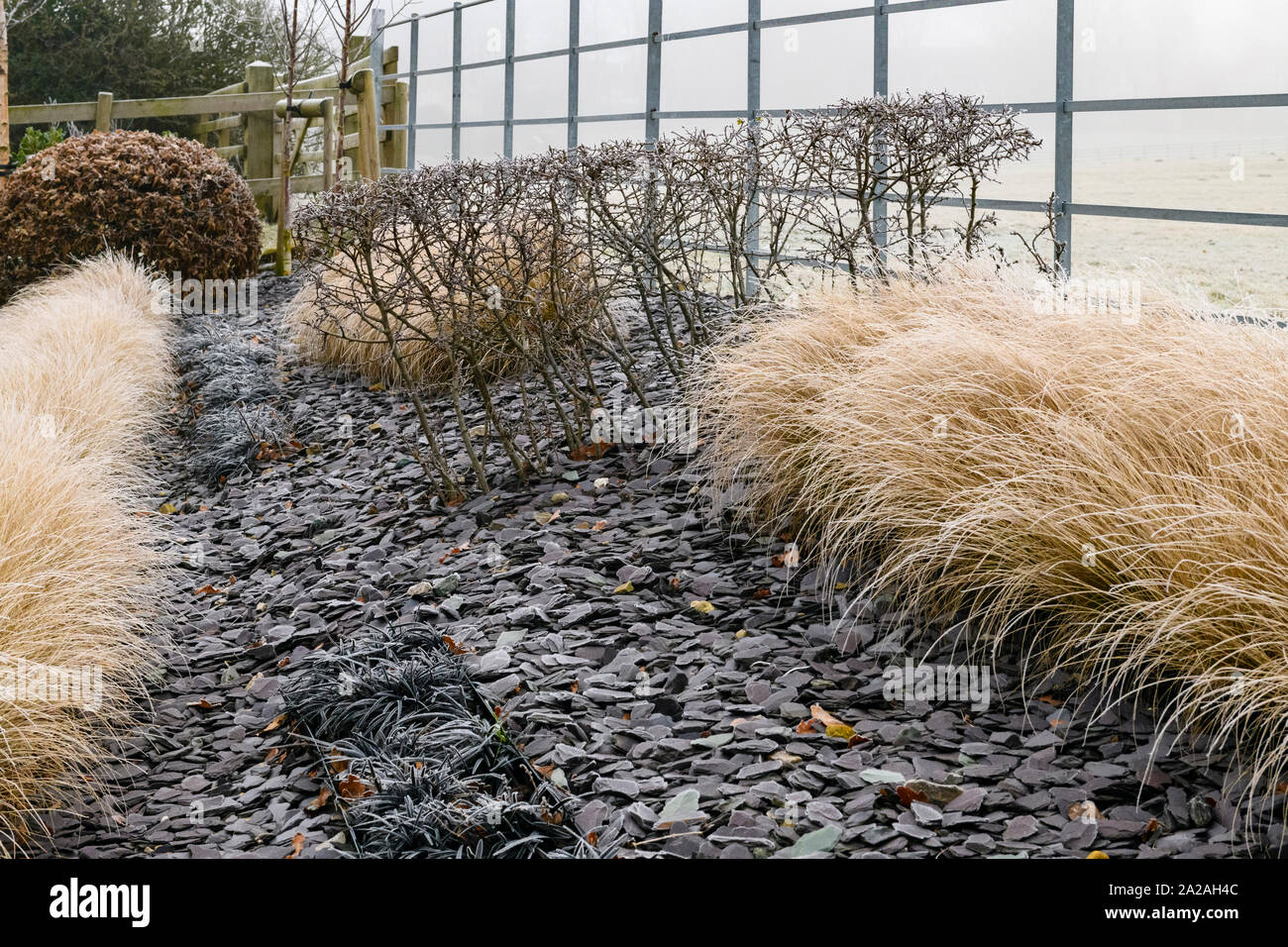 Herbaceous border with stylish, contemporary design, slate chips & rows of grasses (frosty misty winter day) - private garden, Yorkshire, England, UK. Stock Photo