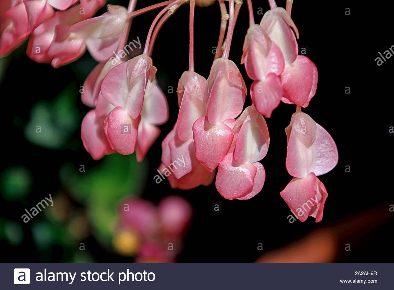 Angel Wings Plant High Resolution Stock Photography and Images - Alamy