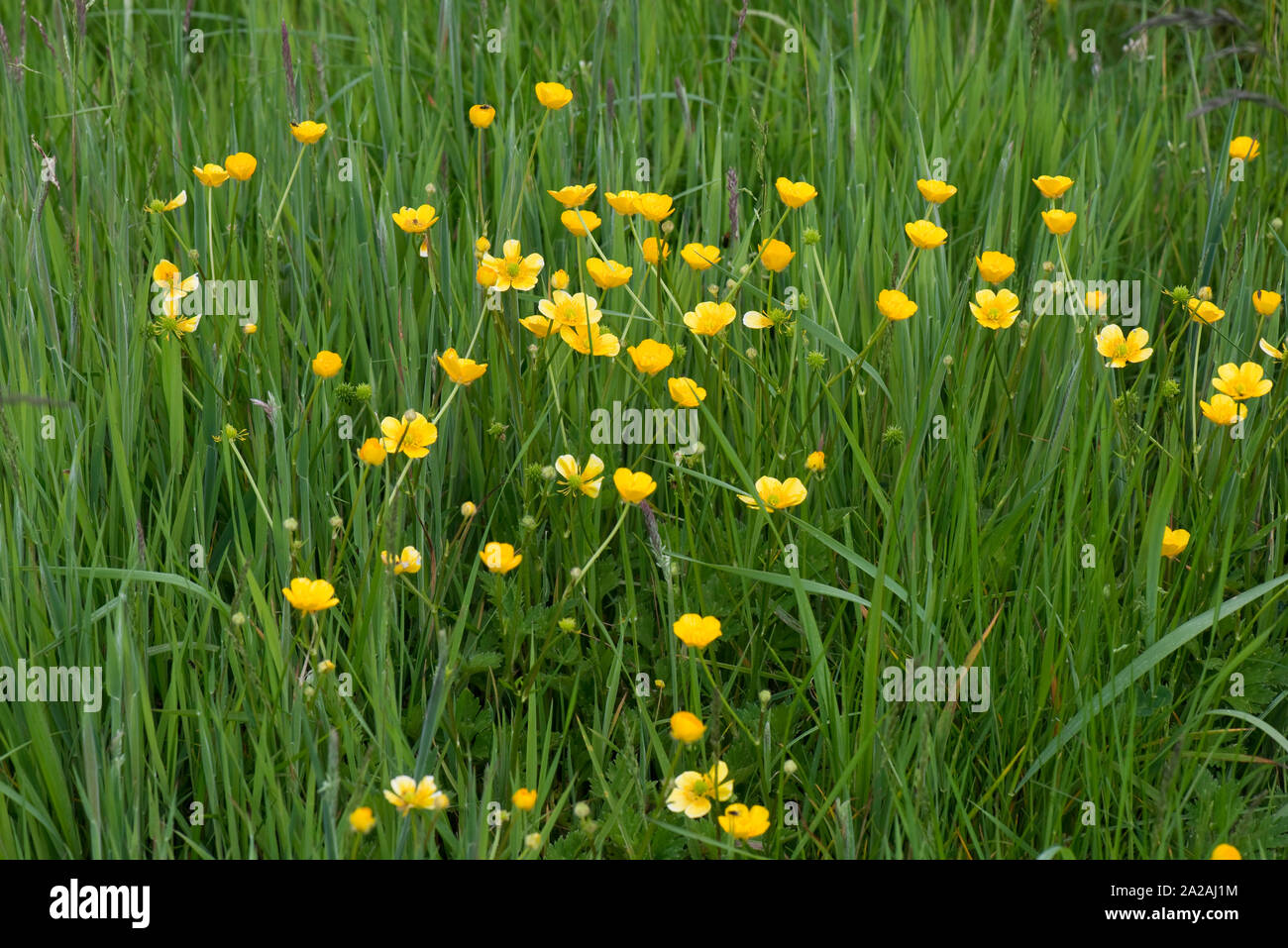 Field buttercups (Ranunculis acris) flowering perennial herbaceous weed in grass pasture, Berkshire, June Stock Photo