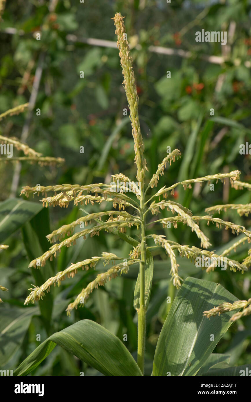 Sweetcorn or corn (Zea mays) open male flowering tassels with anthers exposed and shedding pollen, Berkshire, August Stock Photo