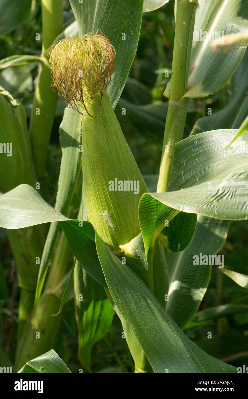 Sweetcorn or corn (Zea mays) silk exposed above the husk on the cob shrivelled and brown after fertilization from wind blown pollen. Stock Photo