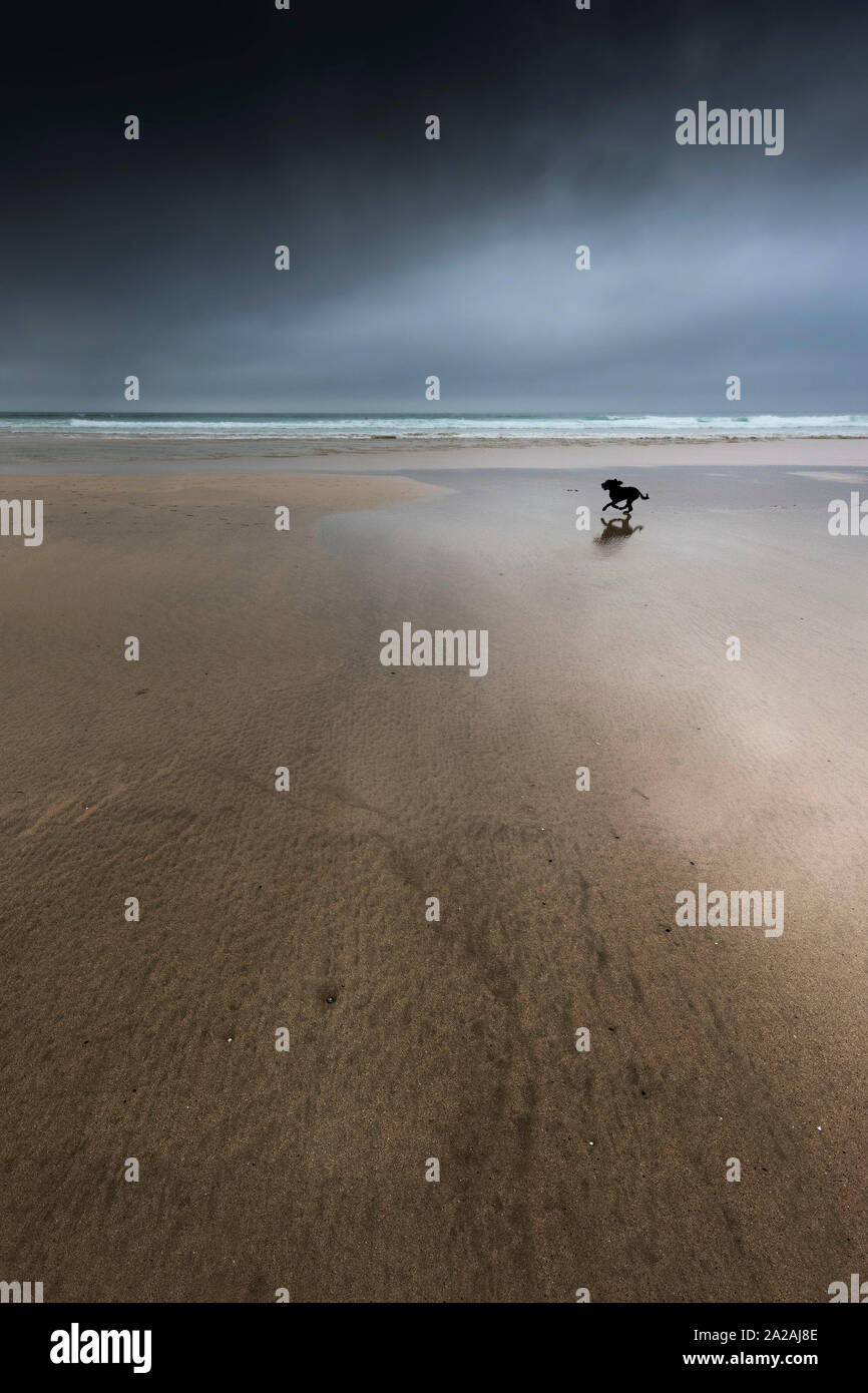 The silhouette of a dog running across Fistral Beach in Newquay in Cornwall as dark dramatic storm clouds build overhead. Stock Photo