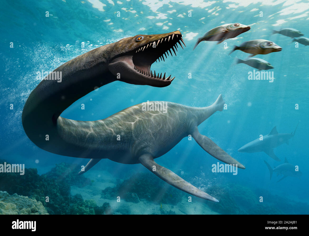 Thalassomedon is hunting fishes Stock Photo