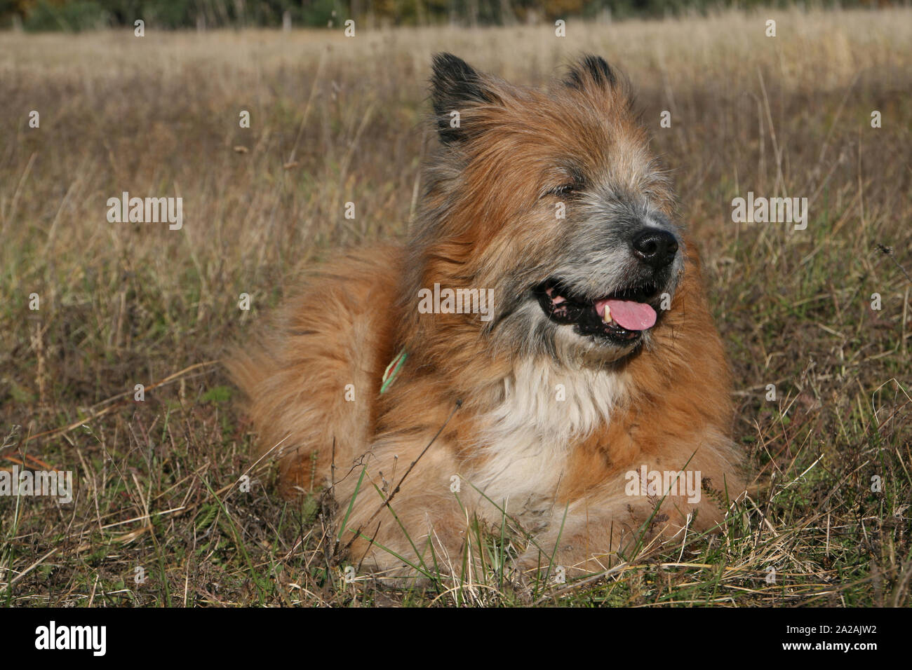 Hunde High Resolution Stock Photography and Images - Alamy