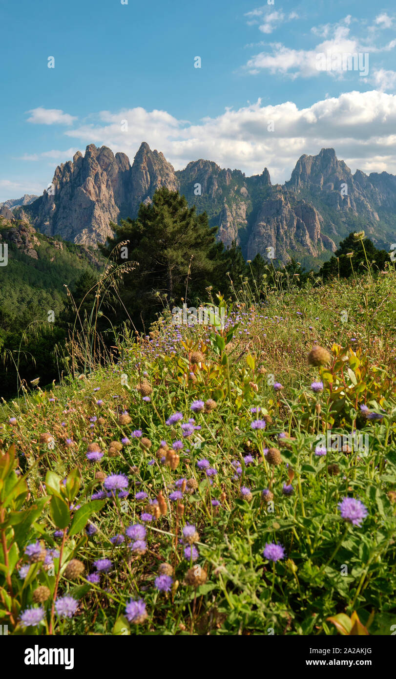 Wildflowers and the Aiguilles de Bavella mountains in the Col de Bavella mountain flora landscape of the Regional Natural Park of Corsica France. Stock Photo