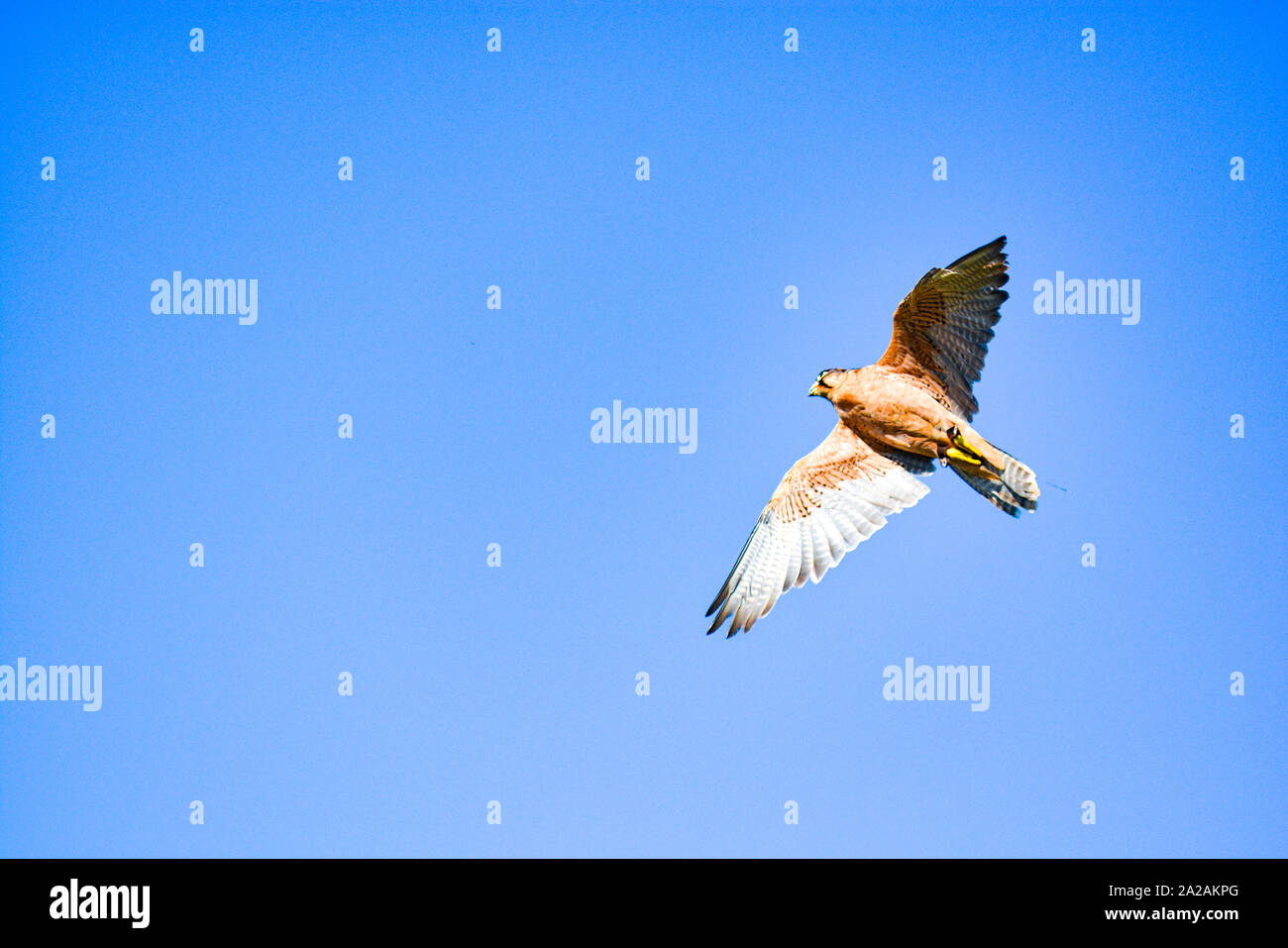 Lanner falcon (Falco biarmicus in flight against a blue sky, South Africa Stock Photo