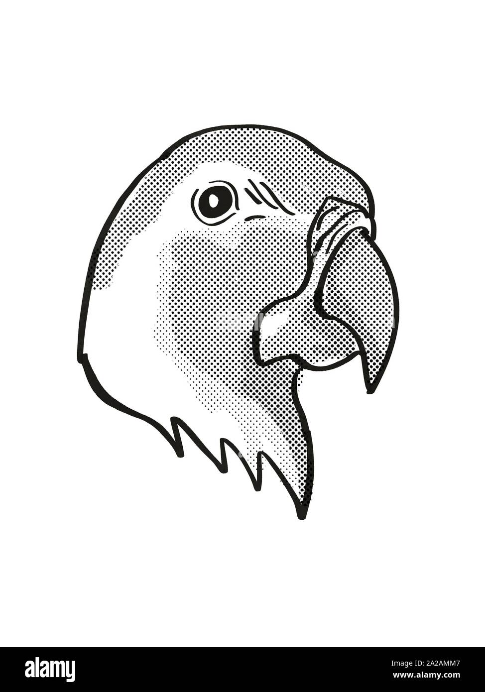 Macaw cartoon hi-res stock photography and images - Alamy Macaw cartoon hi-res stock photography and images - Alamy