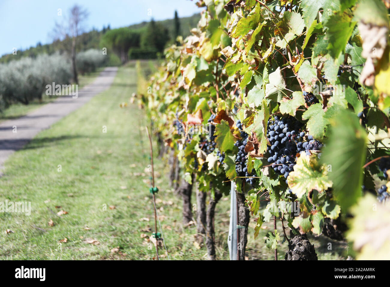 Quintessential Tuscan vineyard, with main focus being on the produce