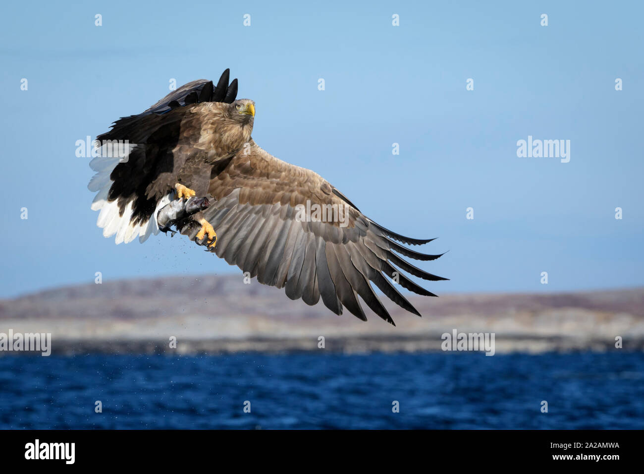 White-tailed sea eagle (Haliaeetus albicilla) in flight with caught fish, looking at camera, Flatanger, Norway Stock Photo