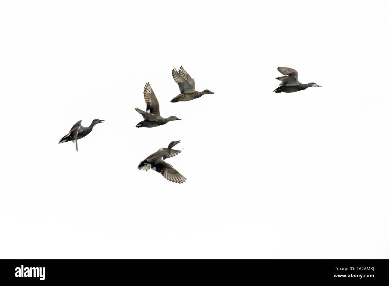 Gadwall (Anas strepera) flock in flight against white sky, Texel, Netherlands. Stock Photo