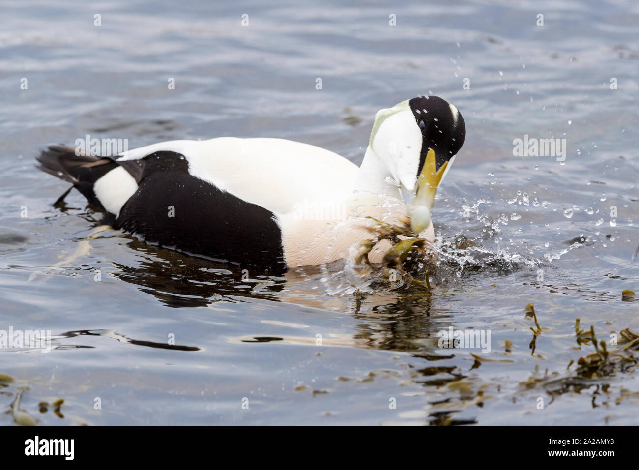 Common Eider (Somateria mollissima) adult male eating seaweed in water, Flatanger, Norway Stock Photo