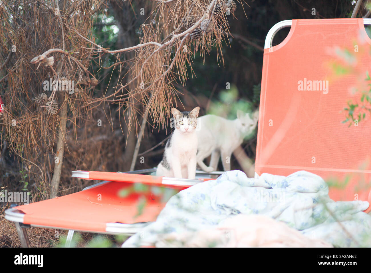 Cats of greece hires stock photography and images Alamy