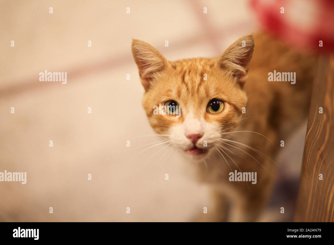 Cats of greece hires stock photography and images Alamy