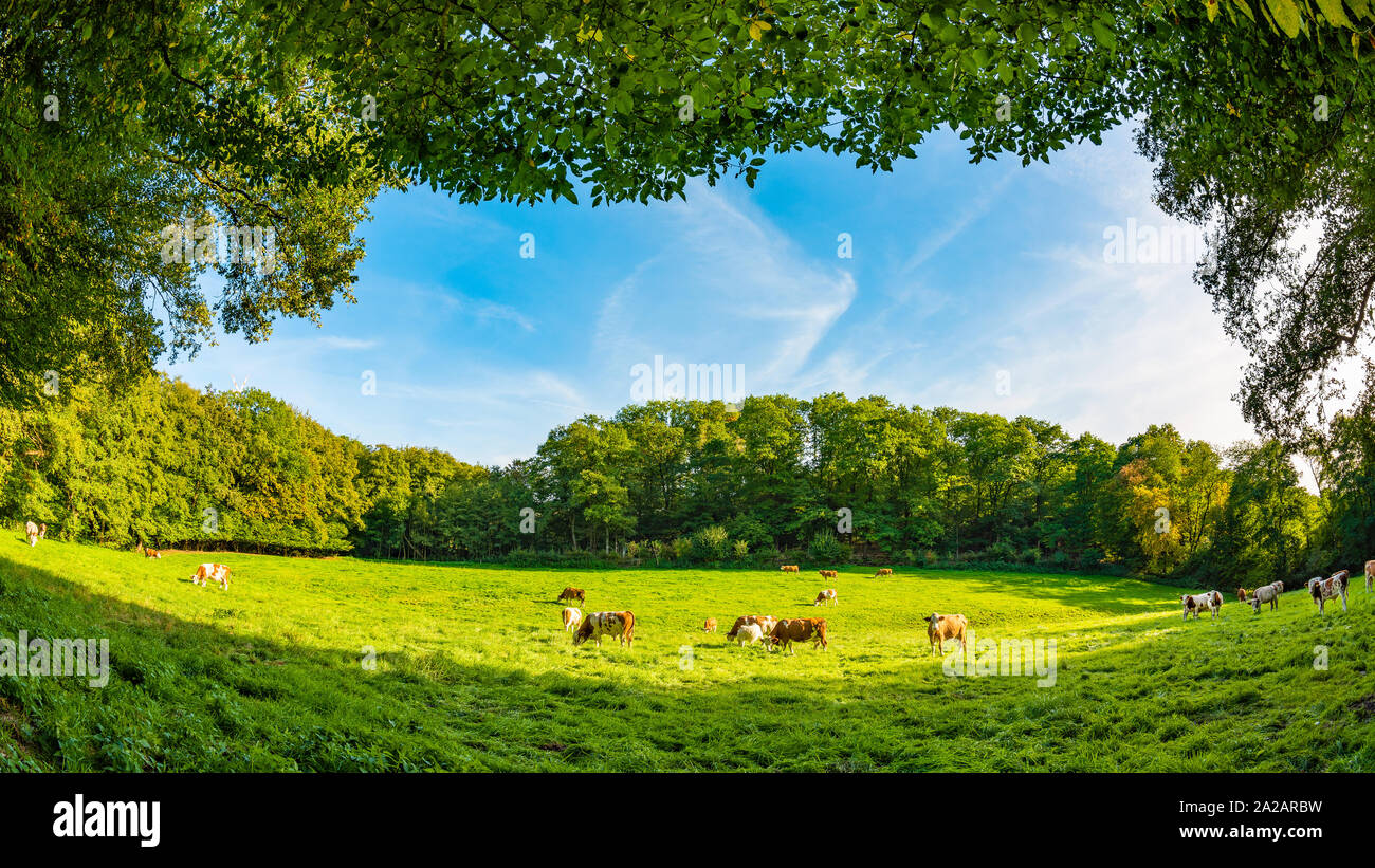 Cows in a green pasture surrounded by trees Stock Photo