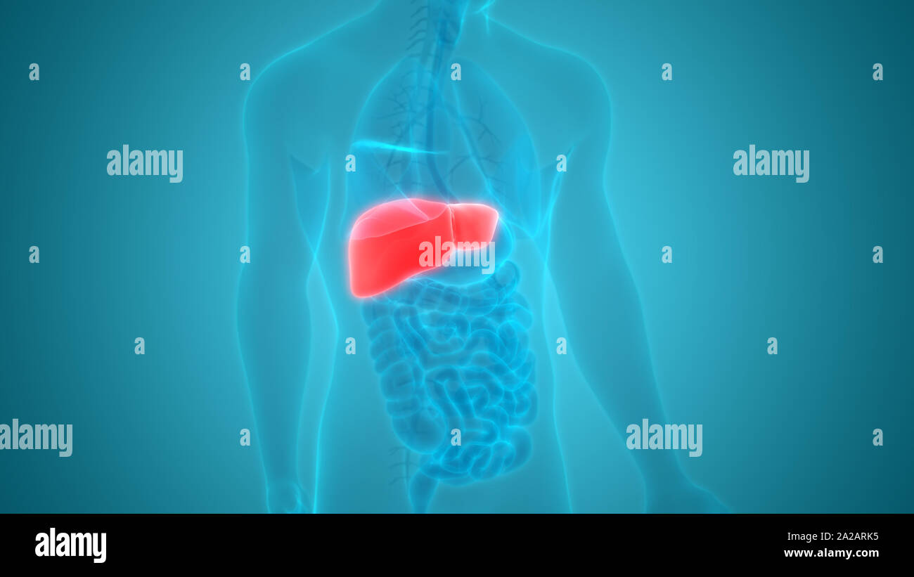 Human Internal Digestive Organ Liver Anatomy Stock Photo - Alamy