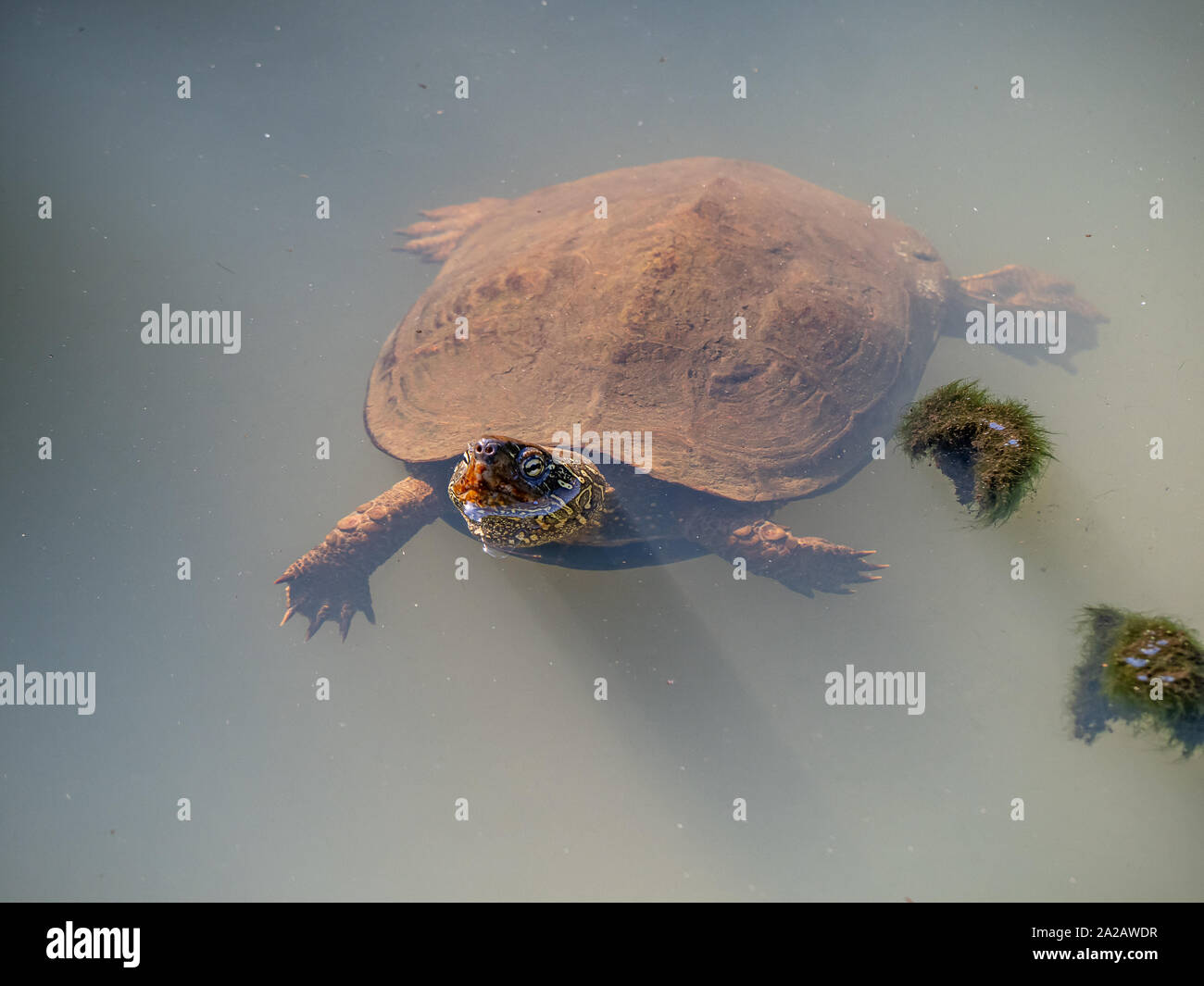 A chinese pond turtle, Mauremys reevesii, swims in a small pond in a Japanese park. Considered endangered in the wild, they are still commonly bred as Stock Photo