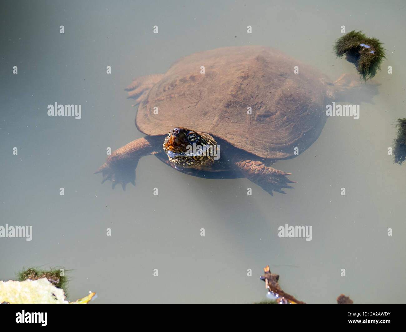 A chinese pond turtle, Mauremys reevesii, swims in a small pond in a Japanese park. Considered endangered in the wild, they are still commonly bred as Stock Photo