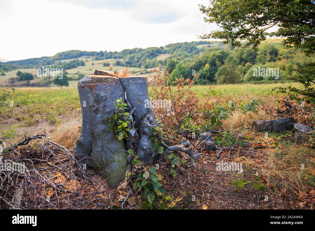 Wildlife cut tree hi-res stock photography and images - Alamy