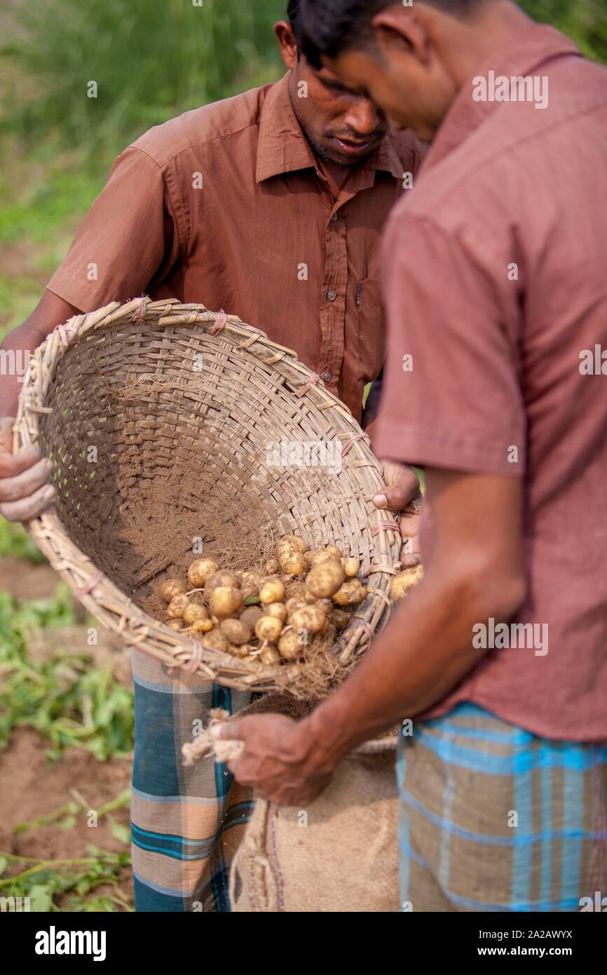 Bangladesh - November 25, 2014: 2 worker preserving lots of potato their jute bag in potato plantation field at Thakurgong, Bangladesh. Stock Photo