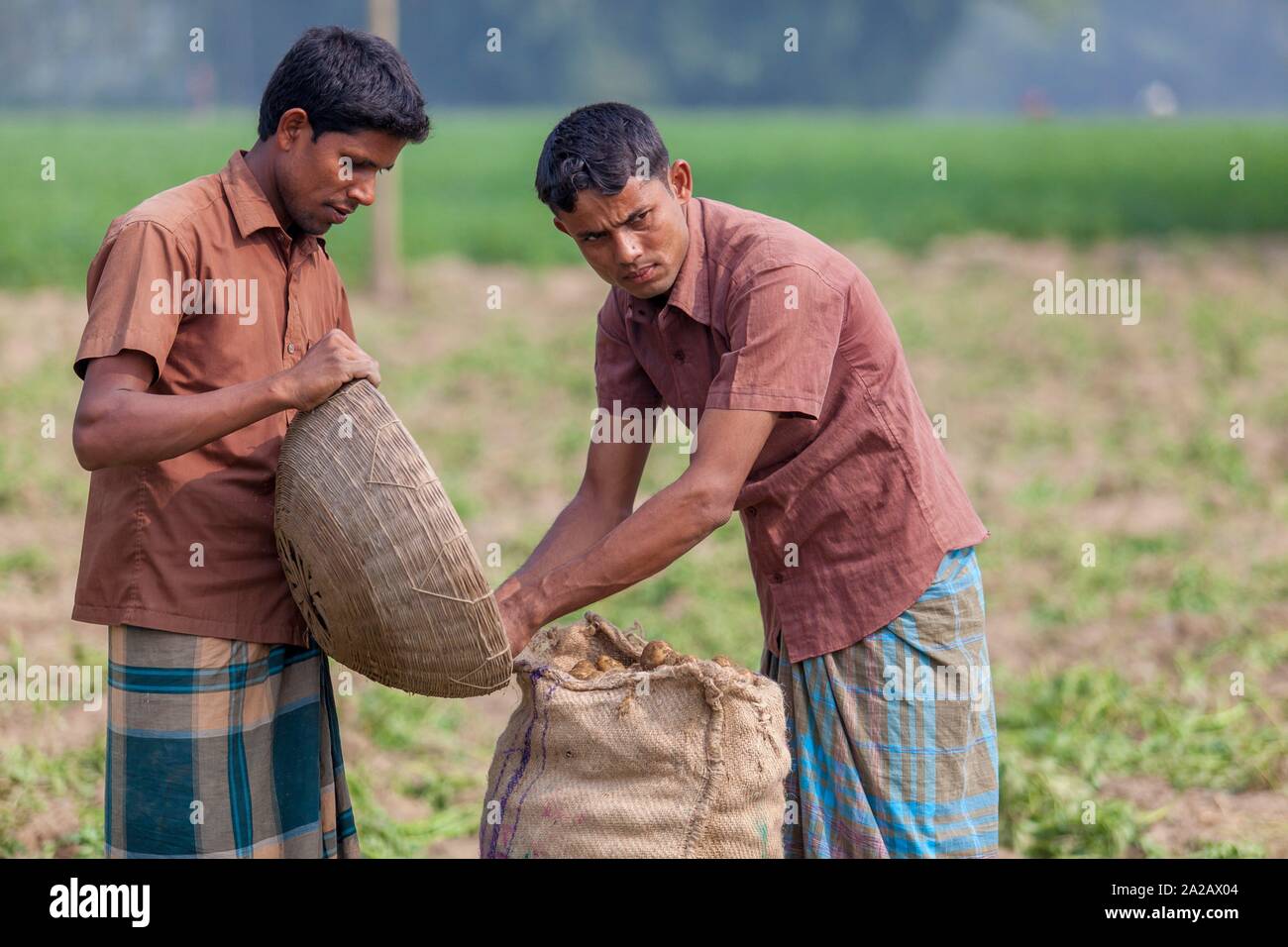 Bangladesh - November 25, 2014: 2 worker preserving lots of potato their jute bag in potato plantation field at Thakurgong, Bangladesh. Stock Photo