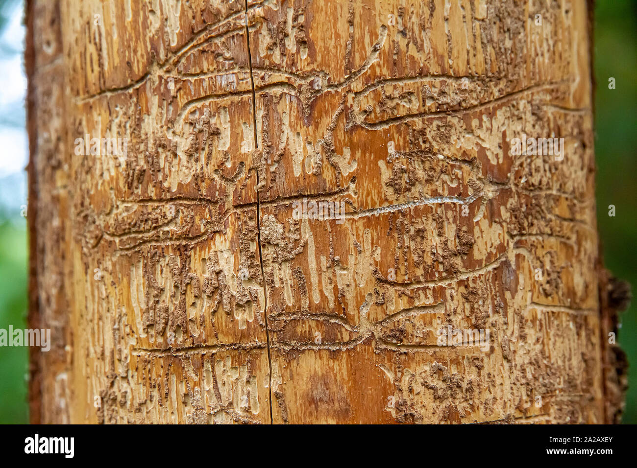 Bark beetle infestation of a spruch in black forest (Schwarzwald) Stock Photo