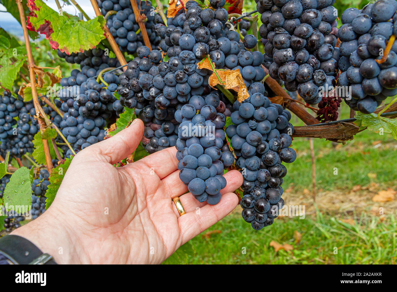 Control the quality of wine grapes in the vine yard Stock Photo