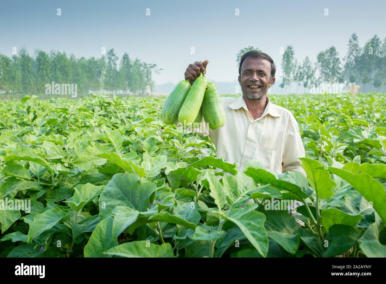 Bangladesh - November 25, 2014: A farmer showing the BARI Bt brinjal cultivated in his field under the precision farming technique in pirgong village Stock Photo