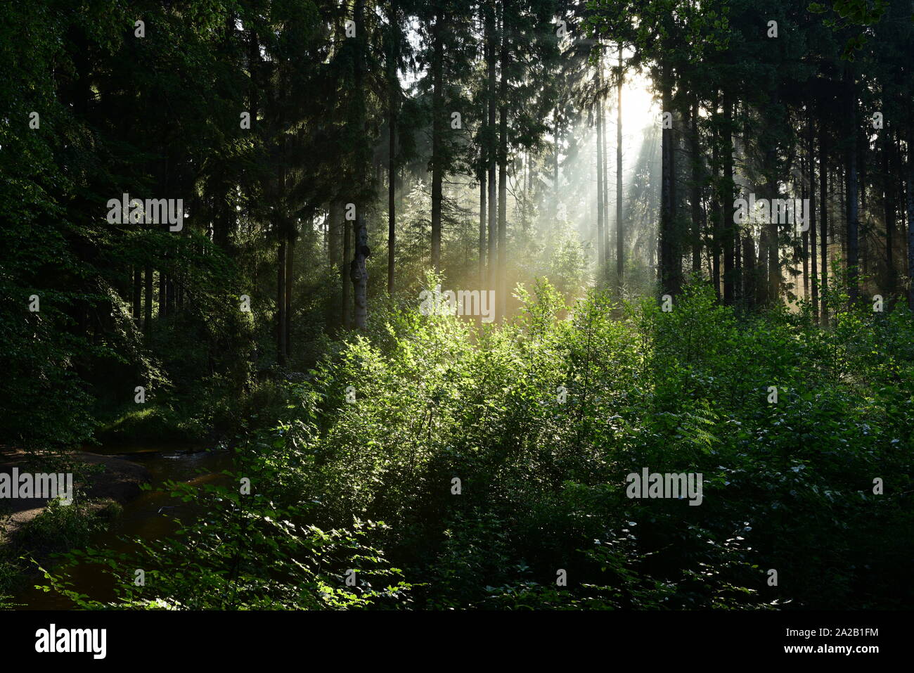 Sunrise in the forest with sunbeams shining through the trees Stock Photo