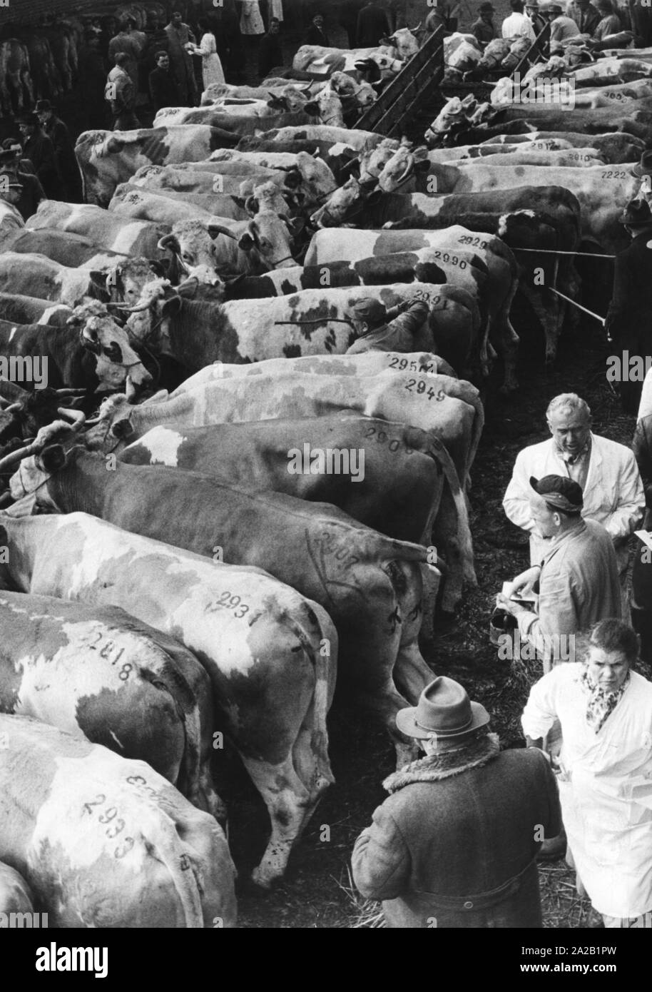 Cattle are sold on a livestock market (undated photo). Stock Photo